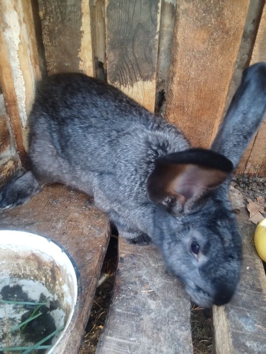 Продам кроликов фландер