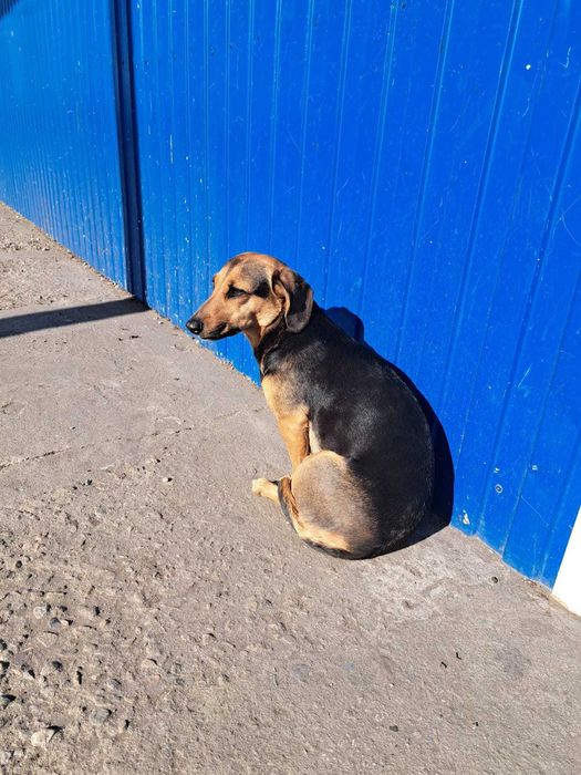 Чей пес? Хозяин, забери!