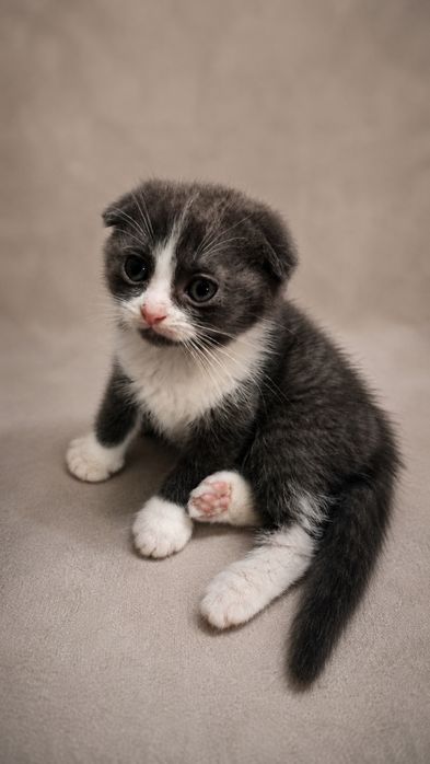 Продаются котятки