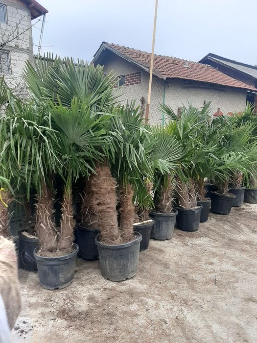 Tuia,leylandy brazi mesteacăn etc