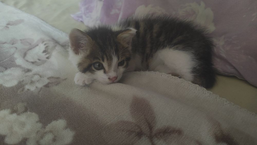 Отдаю котенка в хорошие руки,