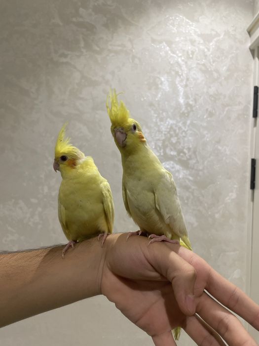 ручной карелла сотилади.