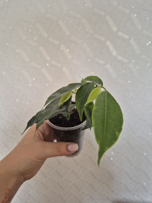 Продам разные сорта фикусов