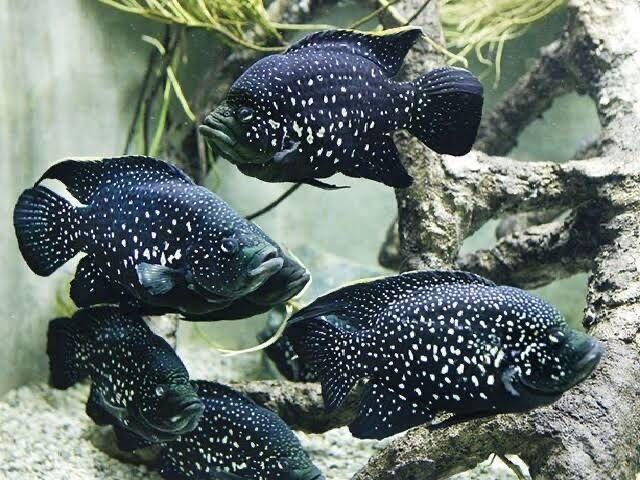 Продам молодых paratilapia