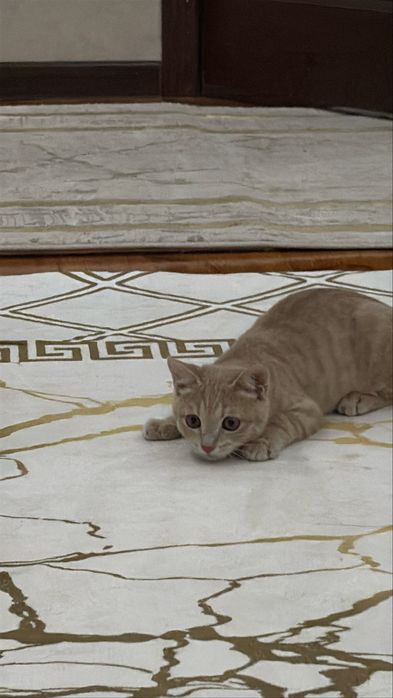 Кошка мальчик 3 месяц