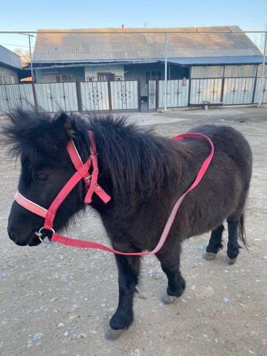 Срочно продам пони