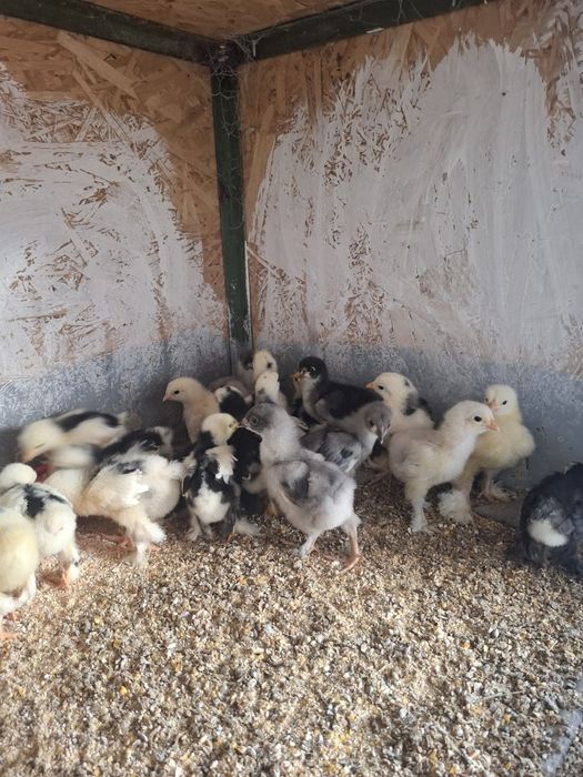 Disponibile găini ouă și puii brachma