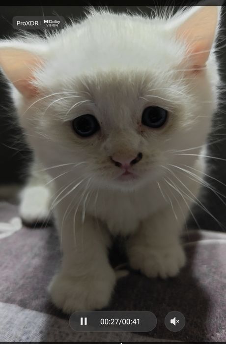 Очаровательный котенок