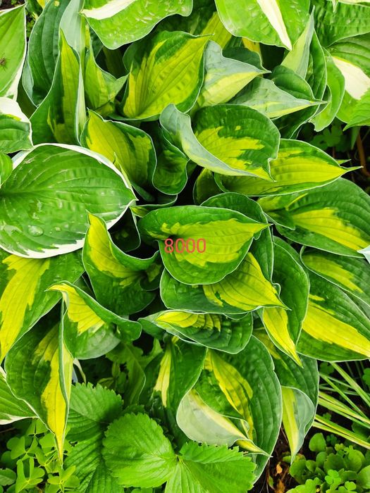 Хосты , клематисы