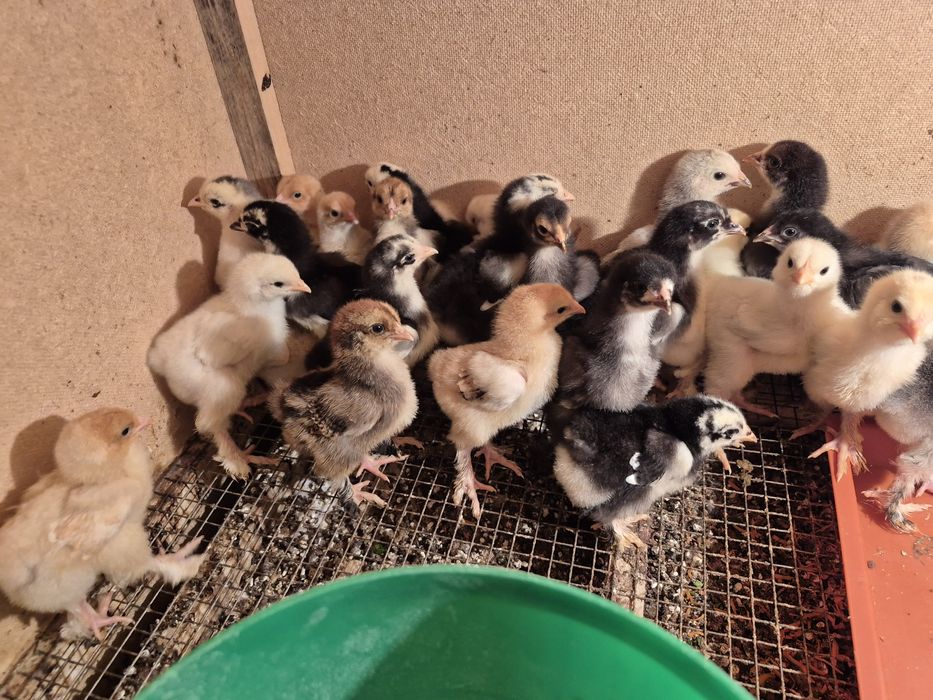 Brama joja va tovuq xorozlar