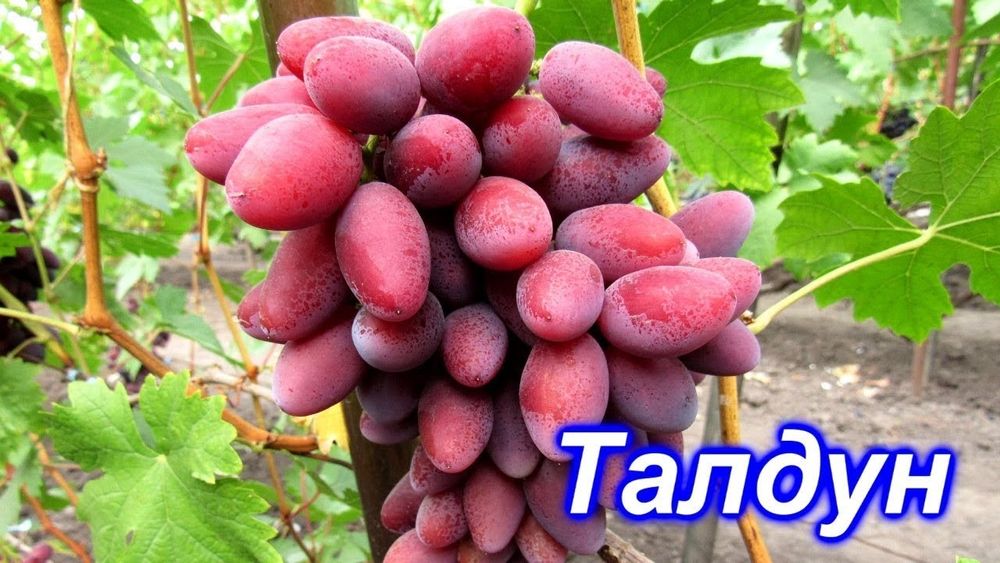 Виноград талдун описание фото Виноград талдун описание фото