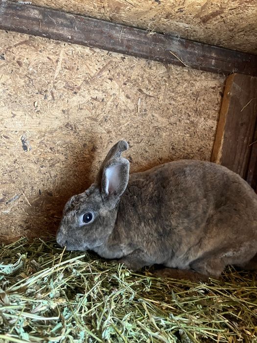Iepuroaice Rex pitic și Holland lop ! Citiți descrierea !