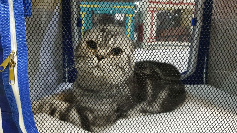 Шотландский скоттиш фолд