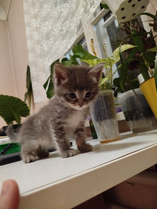 Котята беспородные