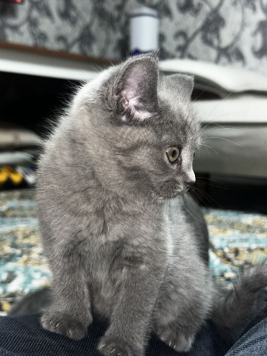 Кошка британская