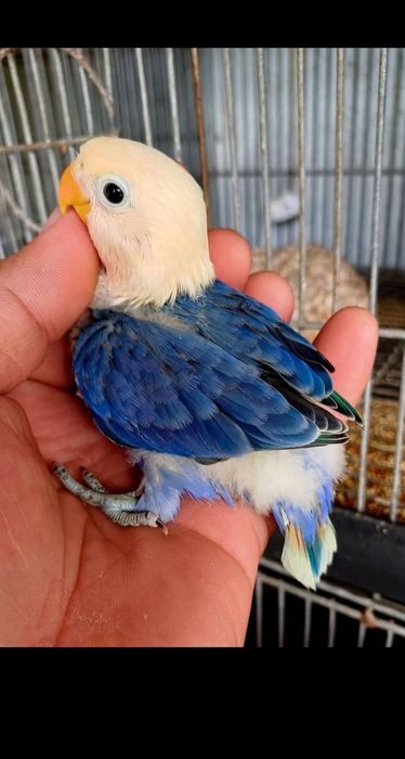 Aleksandr qushi jo'jasiga almashaman daplata bor