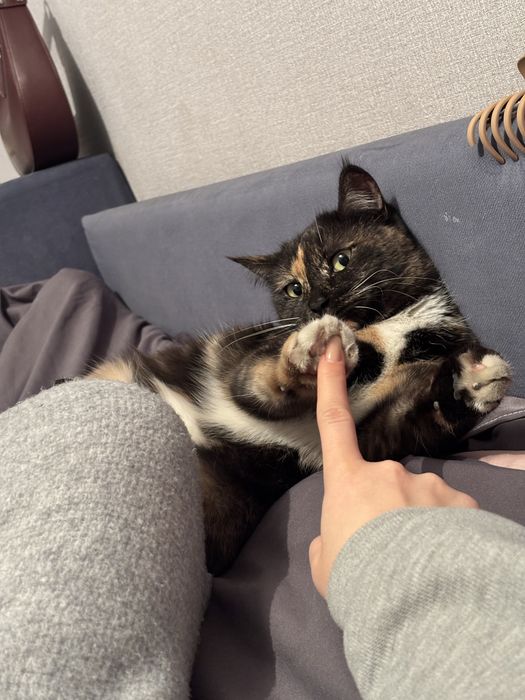 Кошка трехцветка