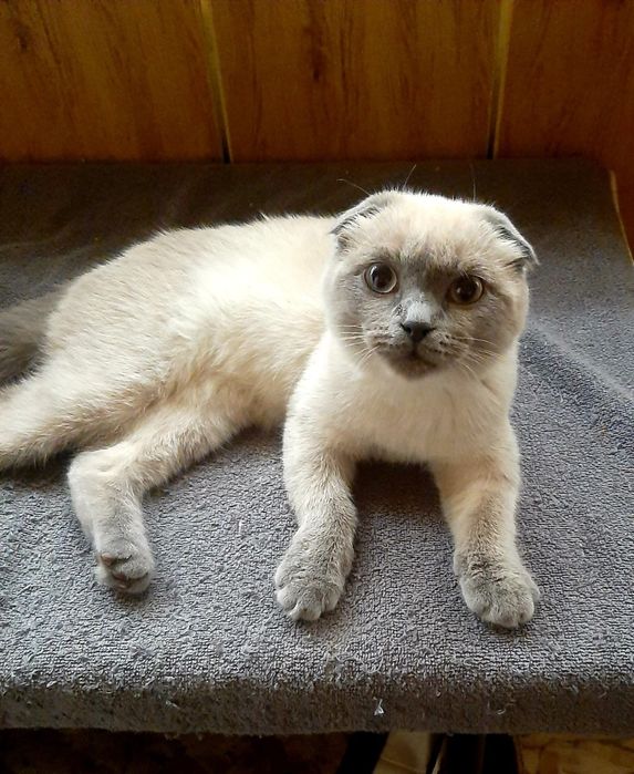 шотландская вислоухая котята (скоттиш-фолд)