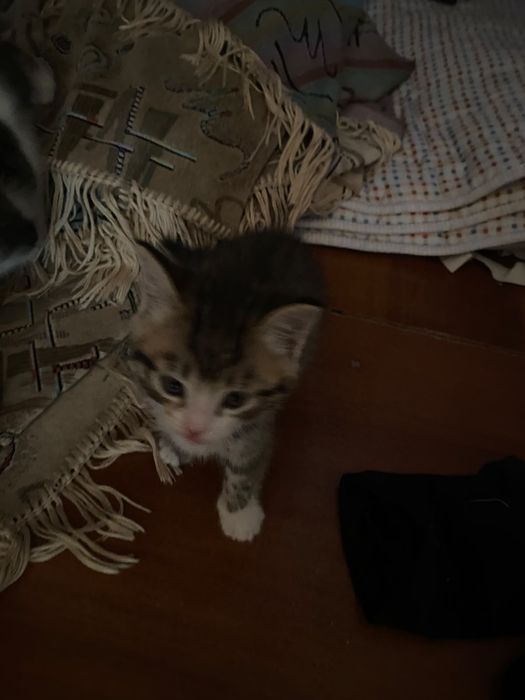 Отдам маленьких котят в  добрые руки.