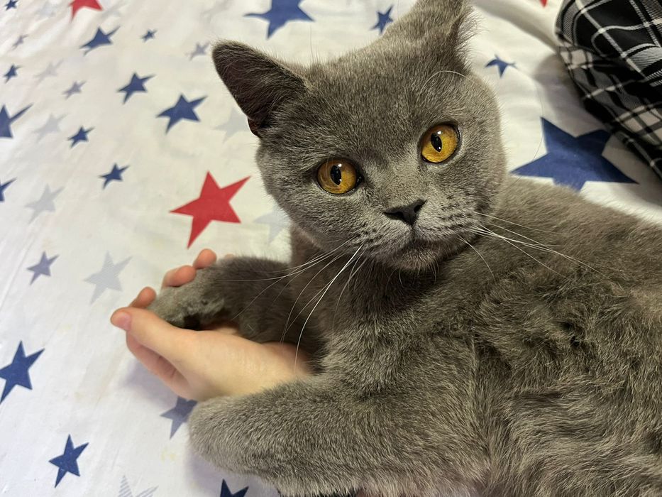 Отдам кота в хорошие р6