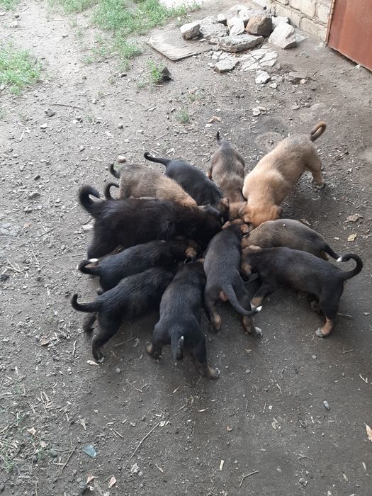 Кутята звоночки.