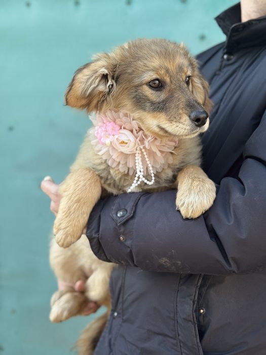 Шустрая малышка в поисках дома