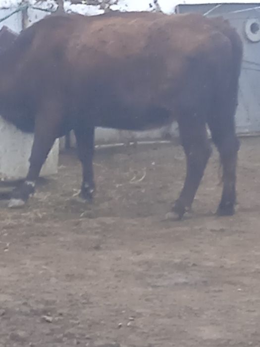 Сиыр бұқа корова сатылады