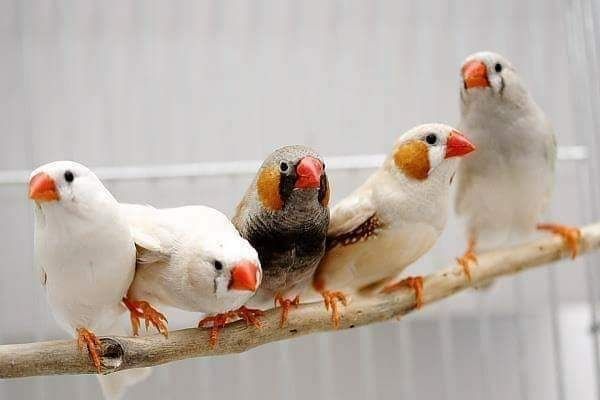 Vand papagali , peruși , toate culorile