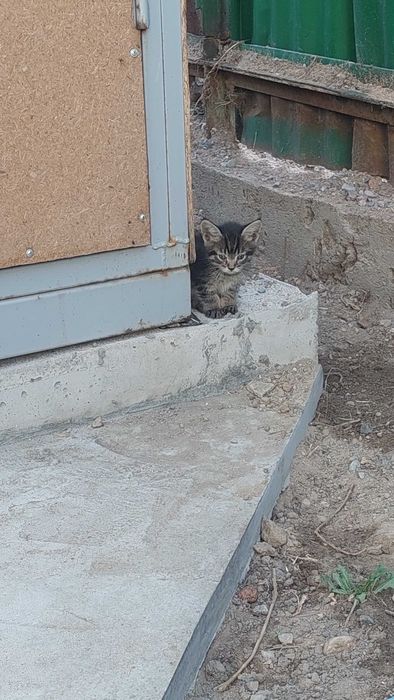 котята в хорошие руки