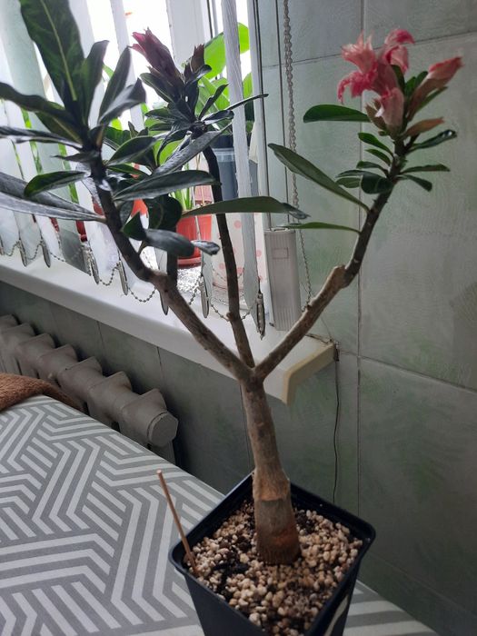 Продам адениум, привитый, сорт Венеция