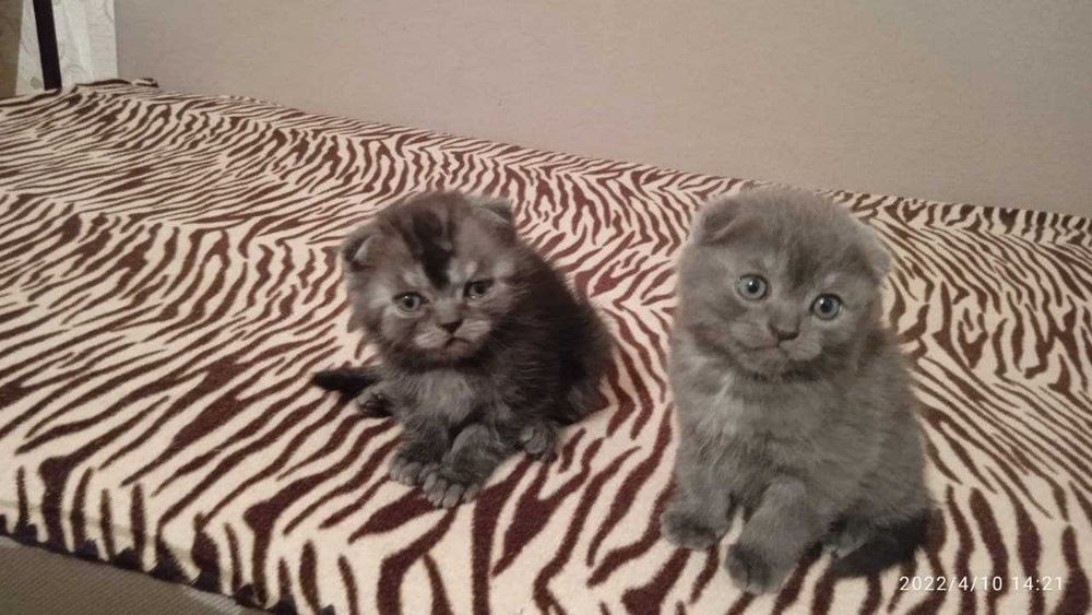 британские скотиш страйк  котята