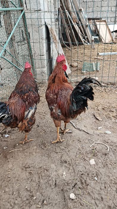 Корея Хан ҳеяп хўрозлар