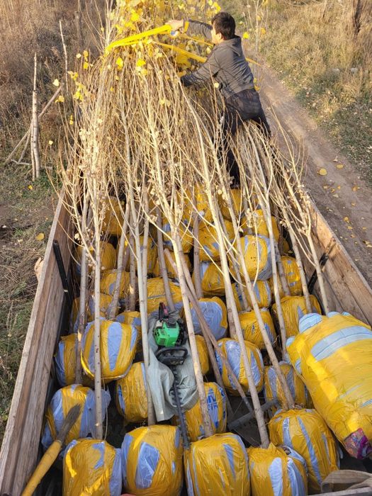 Продам карагач, тополь, лиственные деревья