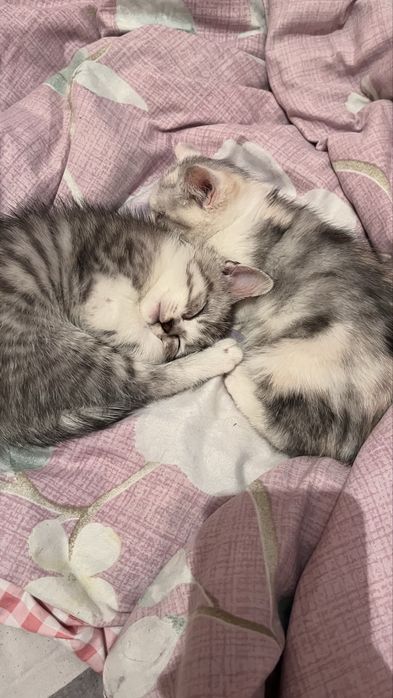 Котят шиншилыы