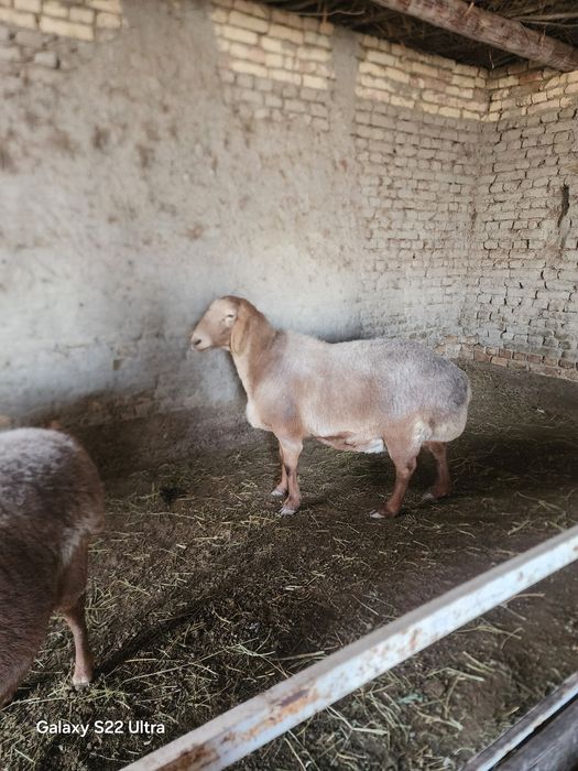 Арашан бугоз куйла сотилади