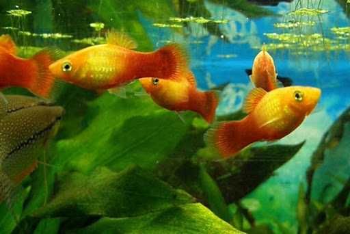 аквариумные рыбки  пецилии.
