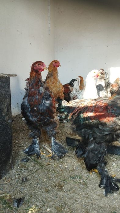 Продам петухов брама