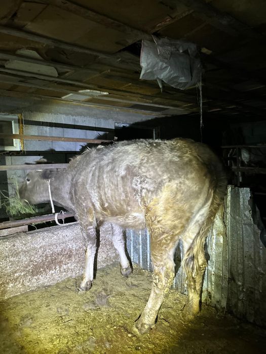 Продается Жирная телка