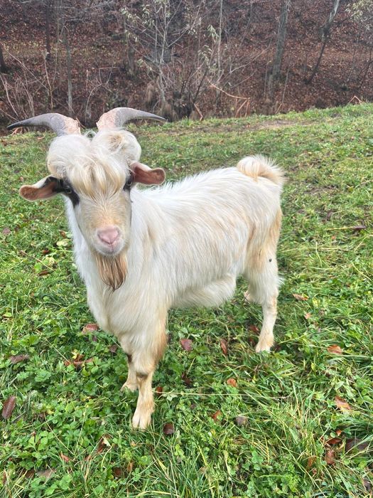 Vând ţap de 8 luni!