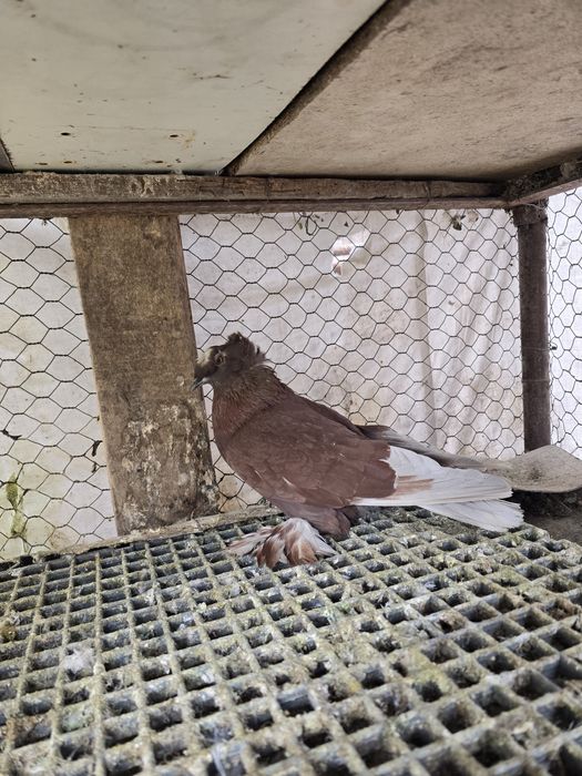 Femela tobosar german