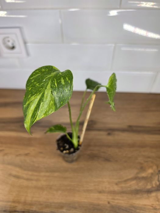 Монстера Электролит Monstera Electro