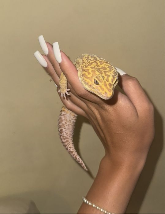 Продам эублефара с террариумом