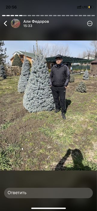 Газон евро ландшафт