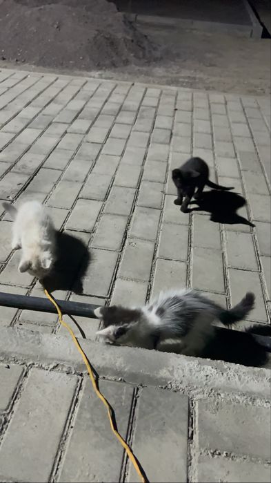 Котята около 5-6 месяца