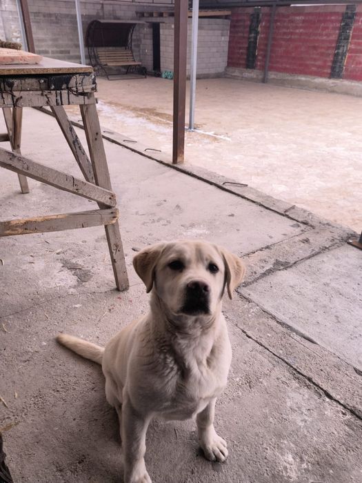 Лабрадорчик 8 месячный