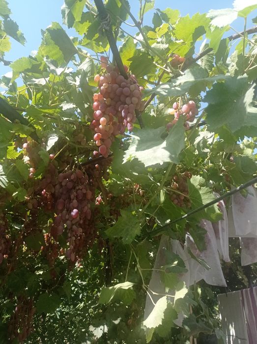 Виноград ризамат