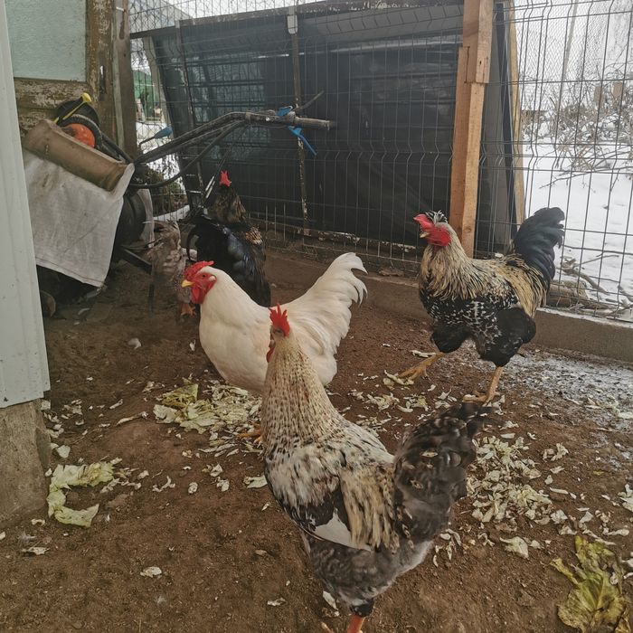 12 cocosei de 10 luni cauta gainuse