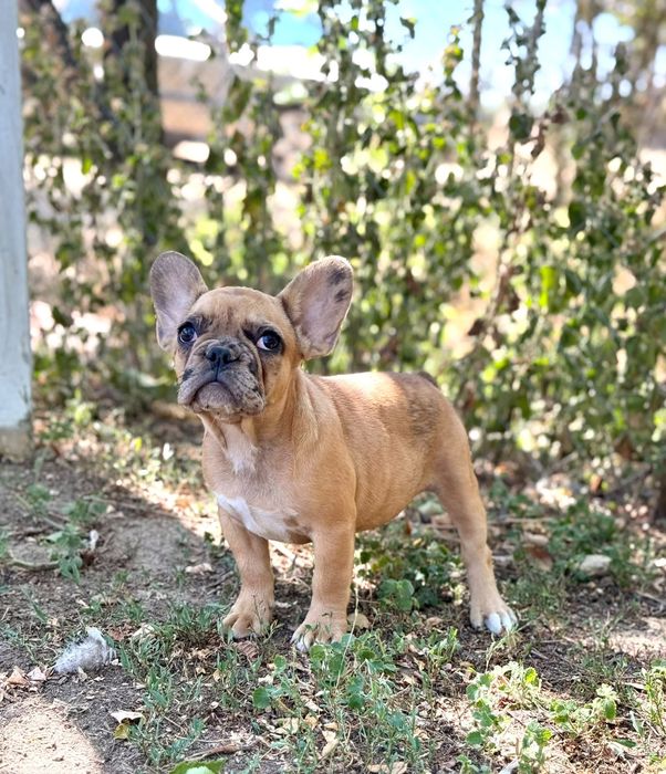 bulldog francez merle