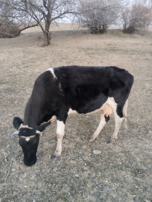 Сыйыр сатылады буаз