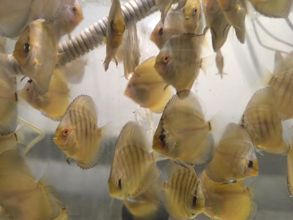 Дискуслар сотилади!